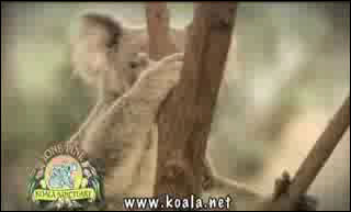 Koala Screensaver
